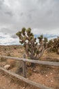 Joshua Tree in the desert at Red Rock Canyon Royalty Free Stock Photo