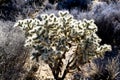 Joshua Tree Desert Shrub