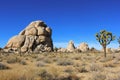 Joshua Tree Desert Royalty Free Stock Photo