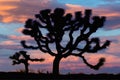 Joshua Tree at dusk Joshua Tree National Park, California USA Royalty Free Stock Photo