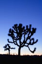 Joshua Tree at dusk Joshua Tree National Park, California USA Royalty Free Stock Photo