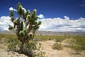 Joshua tree forest Royalty Free Stock Photo