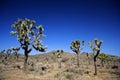 Joshua Tree Forest Royalty Free Stock Photo