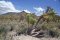 Joshua tree forest, Arizona,USA Royalty Free Stock Photo