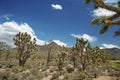 Joshua tree forest, Arizona,USA Royalty Free Stock Photo