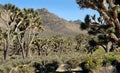 Joshua tree forest California-Arizona,on route to Las Vegas. Royalty Free Stock Photo