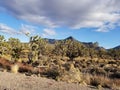 Joshua tree forest Royalty Free Stock Photo