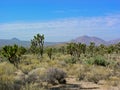 Joshua Tree Forest Royalty Free Stock Photo