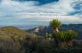 Joshua Tree Forest in the middle of the desert 2 Royalty Free Stock Photo