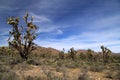 Joshua Tree Forest Royalty Free Stock Photo