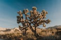 Joshua Tree and forest in the Mojave National Preserve Royalty Free Stock Photo