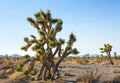 Joshua Tree and forest in the Mojave National Preserve, southeastern California, United States Royalty Free Stock Photo