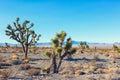 Joshua Tree and forest in the Mojave National Preserve, southeastern California, United States Royalty Free Stock Photo