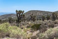 Joshua tree forest, Mount Charleston, Nevada Royalty Free Stock Photo