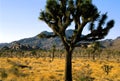 Joshua Tree Forest  49059 Royalty Free Stock Photo