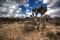 Joshua Tree growth in the AZ Desert Wickeberg. Royalty Free Stock Photo