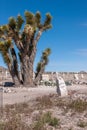 Joshua tree on Historic Cemetery Goldfield, NV, USA Royalty Free Stock Photo