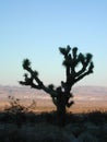 Joshua Tree in Joshua Tree