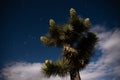 A Joshua Tree lit by the moon at night with Orion constellation, stars and clouds in the sky