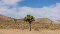 Joshua tree in the middle of Death valley national park Royalty Free Stock Photo