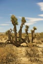 Joshua Tree Mojave Desert Royalty Free Stock Photo