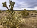 The Joshua tree in the Mojave Desert in the state of Nevada, in the United States of America