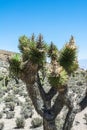 Joshua tree, Mount Charleston, Nevada Royalty Free Stock Photo