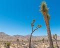 Joshua Tree National Forest - Landscape of park that contains desert, shrubs, yucca, and joshua trees Royalty Free Stock Photo