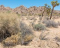 Joshua Tree National Forest - Landscape of park that contains desert, shrubs, yucca, and joshua trees Royalty Free Stock Photo