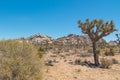 Joshua Tree National Forest - Landscape of park that contains desert, shrubs, yucca, and joshua trees Royalty Free Stock Photo