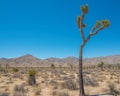 Joshua Tree National Forest - Landscape of park that contains desert, shrubs, yucca, and joshua trees Royalty Free Stock Photo