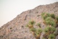 Joshua Tree National Forest - Landscape of park that contains desert, shrubs, yucca, and joshua trees Royalty Free Stock Photo