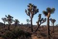 Tall Joshua Trees in the National Park Royalty Free Stock Photo