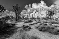 Joshua Tree National Park