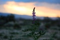 Joshua tree national park sunset in California Royalty Free Stock Photo