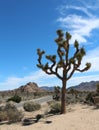 Joshua tree