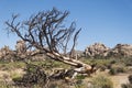 Joshua tree national park california hideen valley trail fallen tree