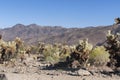 Joshua tree national park california teddy bear cholla cacti