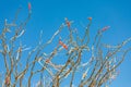 Blooming Ocotillo cactus in Joshua Tree National Park Royalty Free Stock Photo