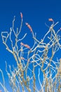 Blooming Ocotillo cactus in Joshua Tree National Park Royalty Free Stock Photo