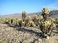 Joshua Tree National Park (Cholla Cactus Garden) Royalty Free Stock Photo