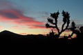Joshua Tree National Park, Desert cactus sunset Royalty Free Stock Photo