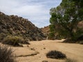 Joshua tree national park desert