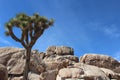 Joshua Tree National Park Desert Landscape