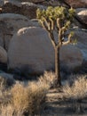 Joshua Tree National Park