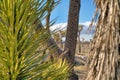 Joshua Tree National Park grassland with thriving Joshua trees in the desert