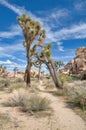 Joshua Tree National Park with hiking pathway along yucca palms and huge rocks Royalty Free Stock Photo