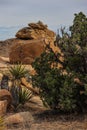 Joshua Tree National Park with its majestic desert landscape and beautiful rock formations and fauna