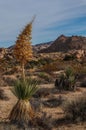 Joshua Tree National Park with its majestic desert landscape and beautiful rock formations and fauna Royalty Free Stock Photo