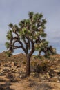Joshua Tree National Park with its majestic desert landscape and beautiful rock formations and fauna Royalty Free Stock Photo